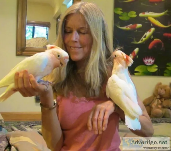 Hand Fed Cockatoo parrots
