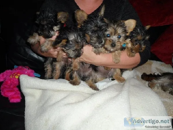 Very Tiny Teacup Yorkie Puppies Now Available