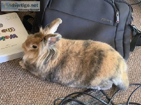 Bunny