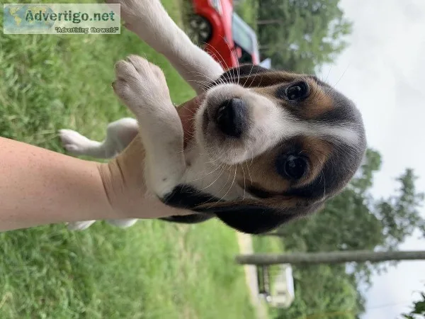 Beagle puppy