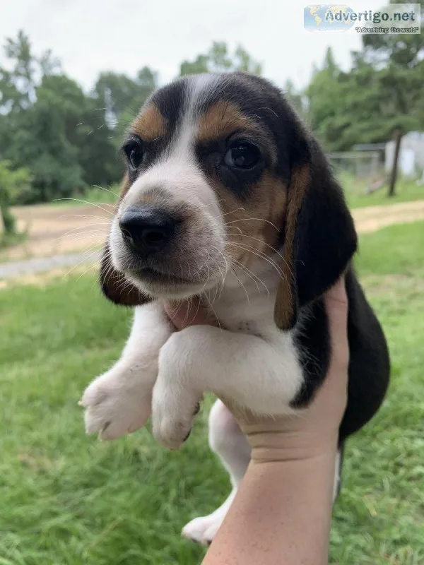 Beagle Puppy