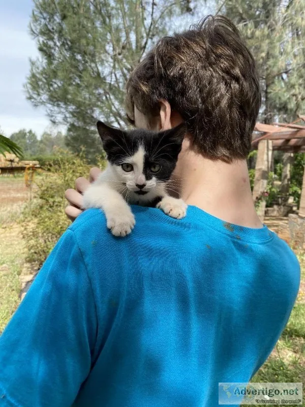 Free kittens and cats