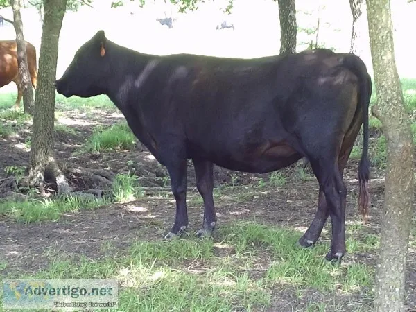 Cattle for sale