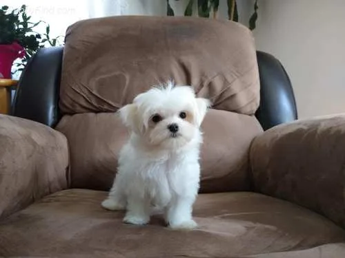 Js sweet maltese pups
