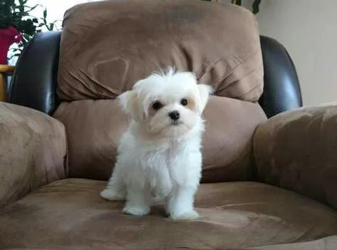 Js sweet maltese pups