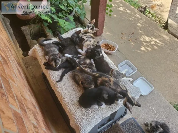 Free Stray Kittens