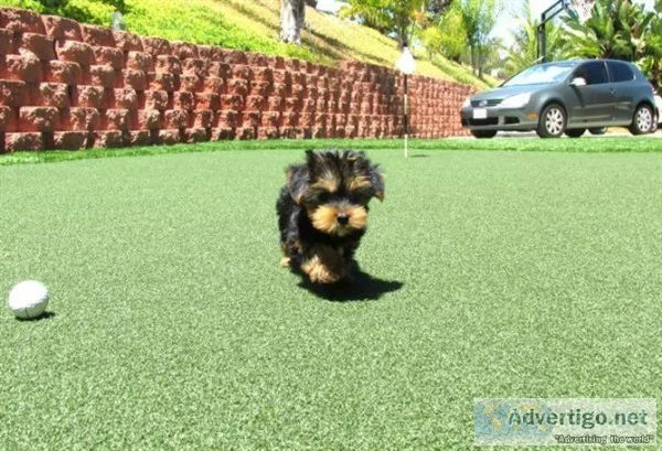 we have beautiful Yorkie puppies ready