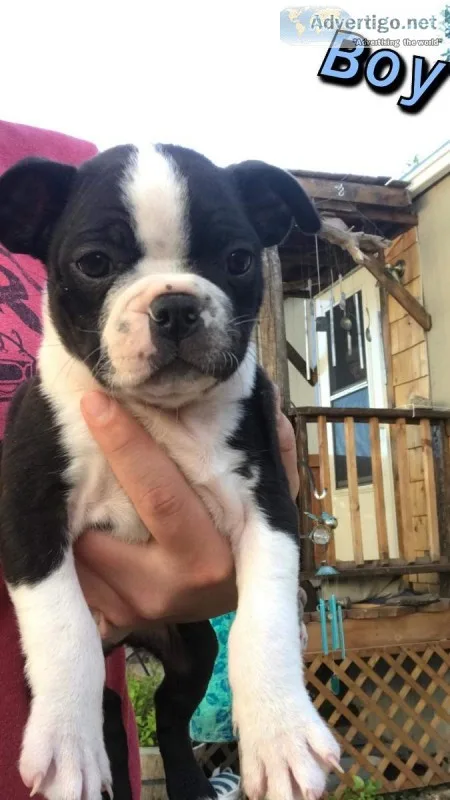 Boston Terrier