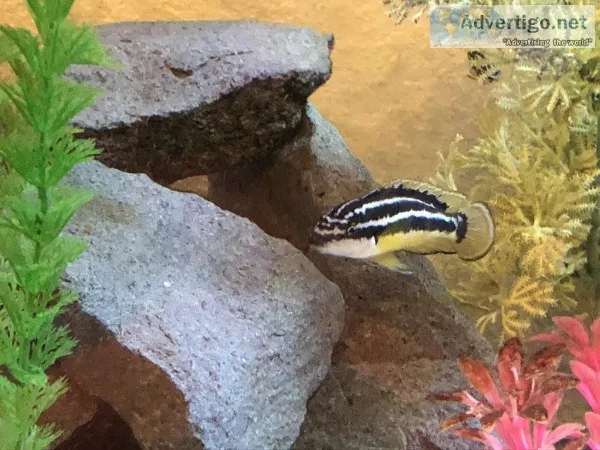 African cichlids Lake Tanganyika