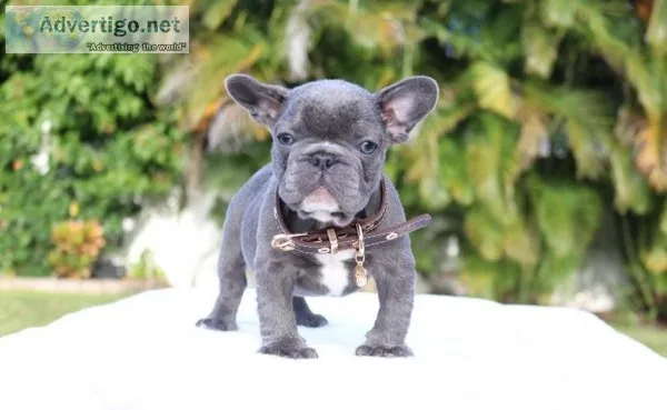 Beautiful French Bulldogs