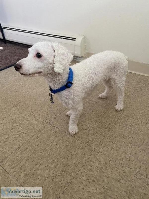 Poodle 