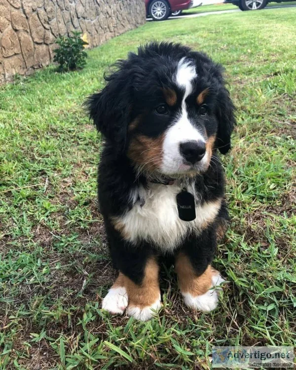 Outstanding bernese mountain puppies