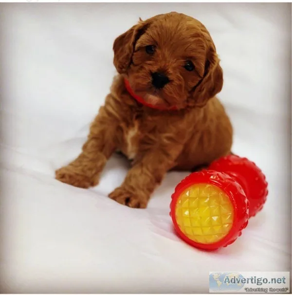 Last male ready now  fox red cavapoo