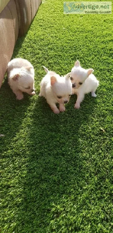 3 Adorable Long Hair Chihuahuas For Sale