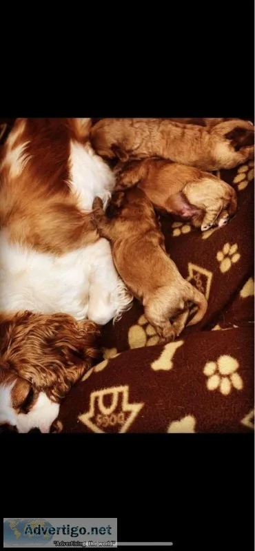 Last male ready now  fox red cavapoo