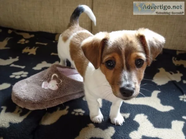 We have a litter of beautiful, adorable, jack russel  puppies