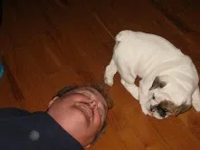 Akc registered english bulldog puppies