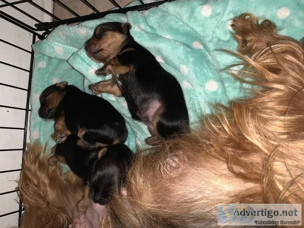 Yorkie puppies