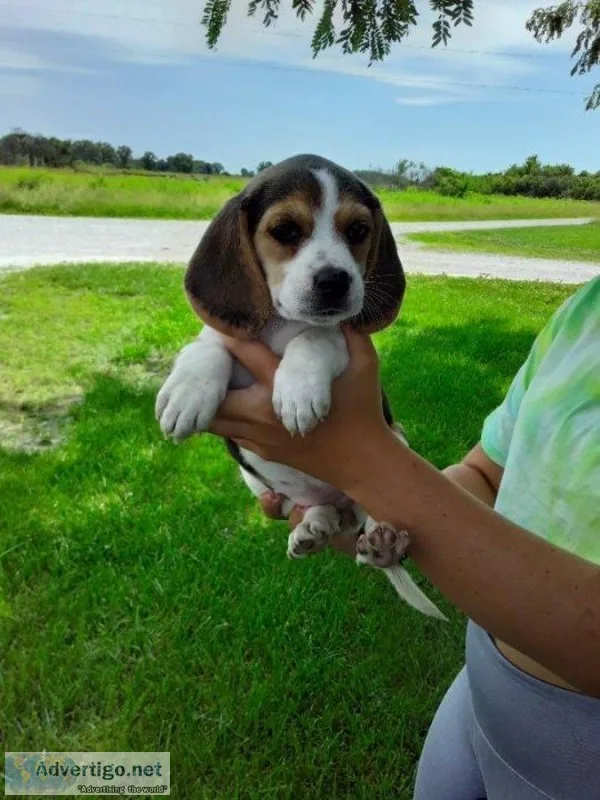 Beagle puppies