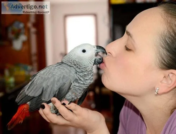 Female african grey parrot for sale