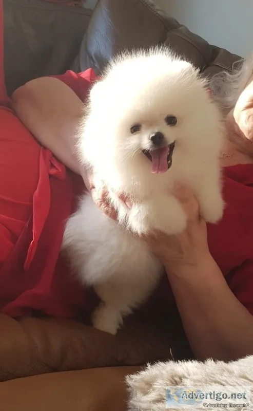 Two awesome t-cup pomeranian puppies