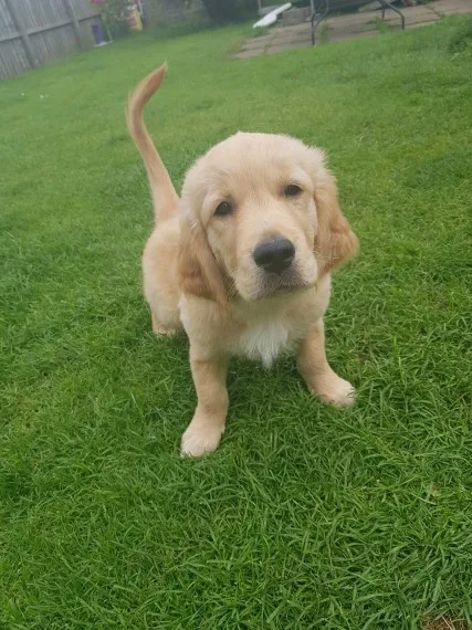 Golden retriever puppies- male & female