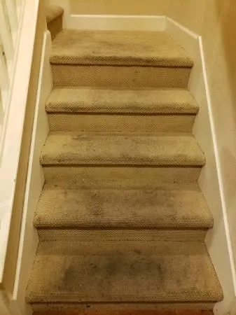 Summer Carpet Cleaning Discount