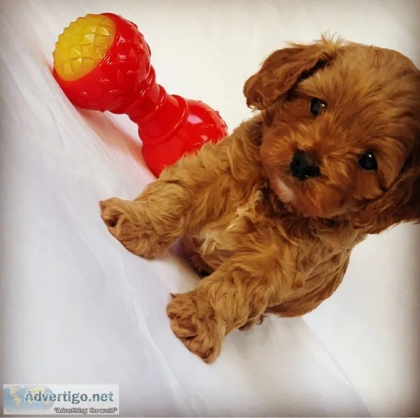 Last male ready now  fox red cavapoo