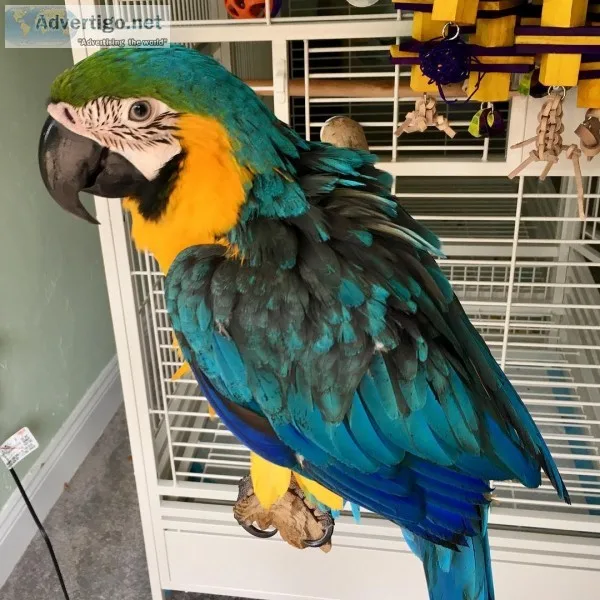Blue and yellow macaw now available