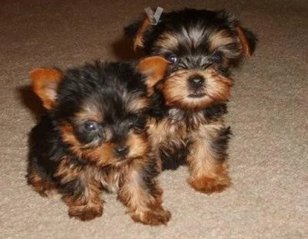 Adorable Yorkie puppies available
