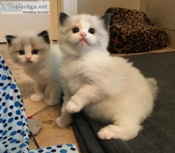 Two Gorgeous Purebred Ragdoll kittens