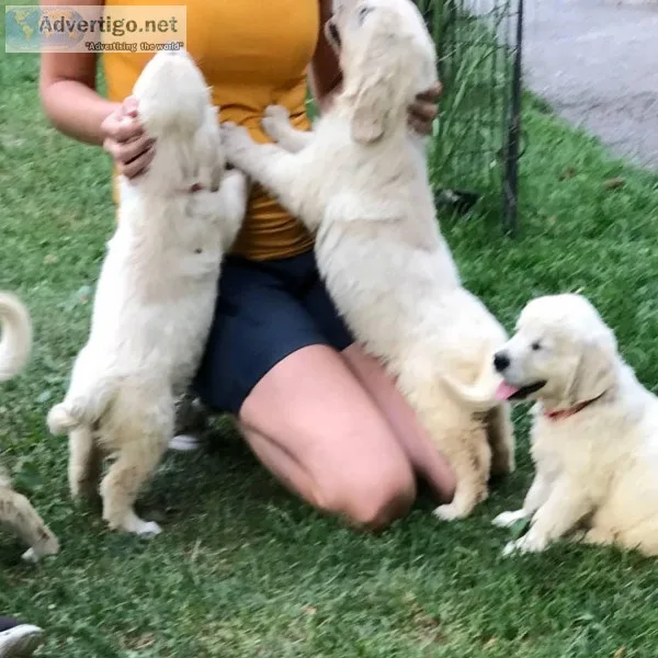 Avalable golden Retreiver puppies for sale