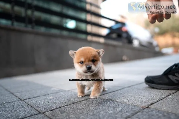 Teacup shiba inu puppies