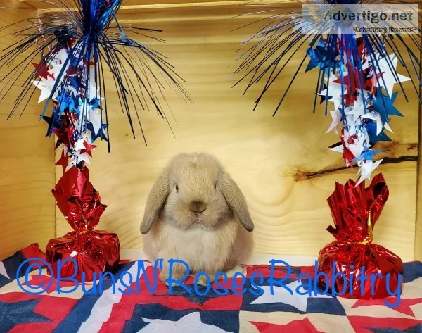 Purebred Holland Lop Bunny