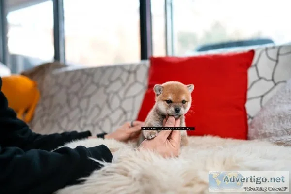 Teacup shiba inu puppies