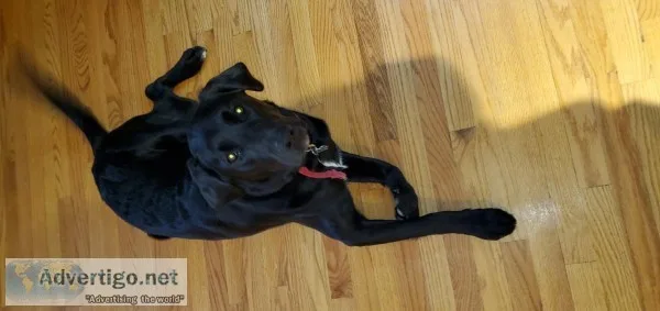 1 12 yr old black lab