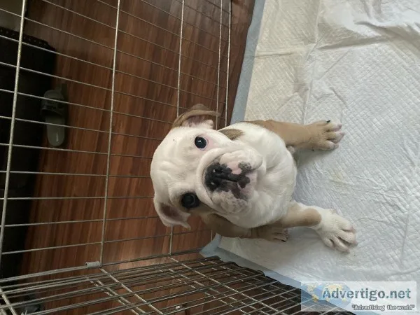 AKC English Bulldog