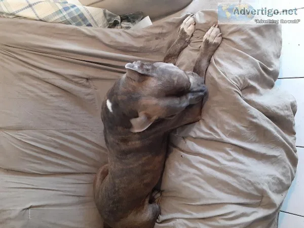 Brindle blue nose pitbull