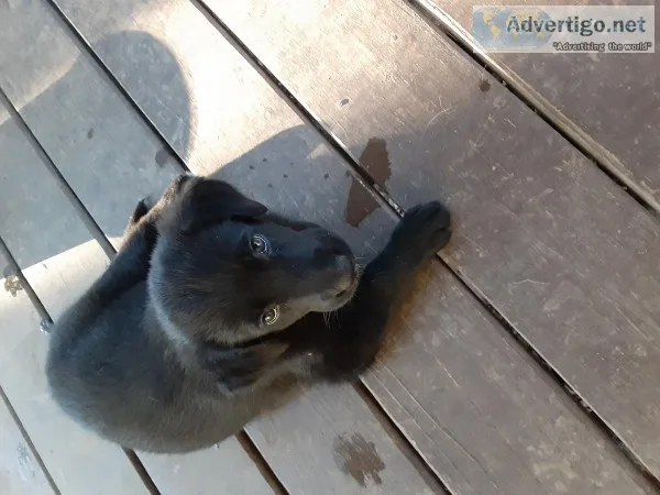 German Shepherd puppies