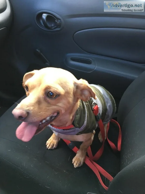 Rehoming a sweet chiweenie