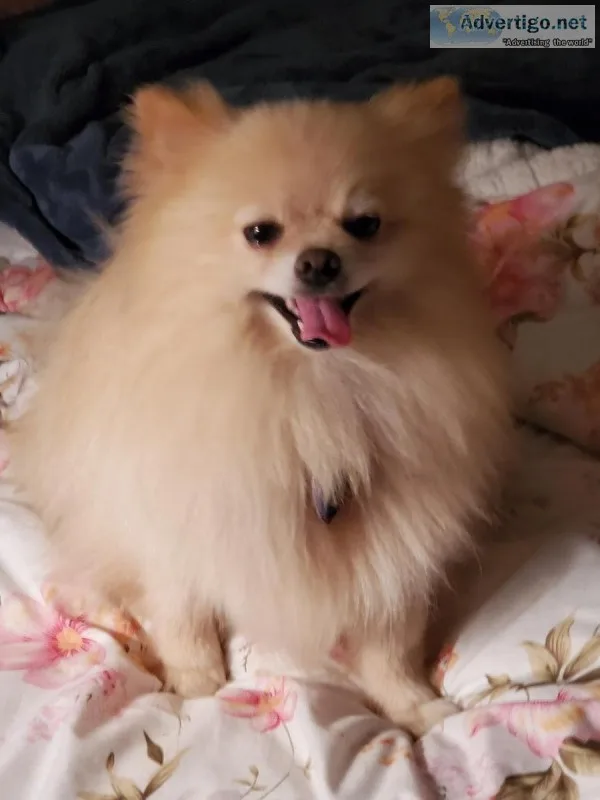 Pomeranian
