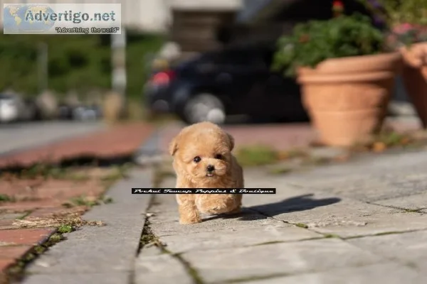 Teacup poodle puppies