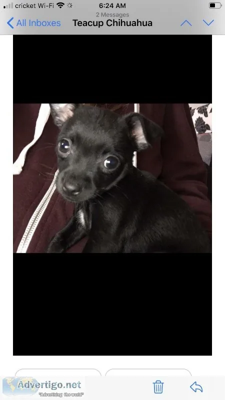 Teacup chihuahua