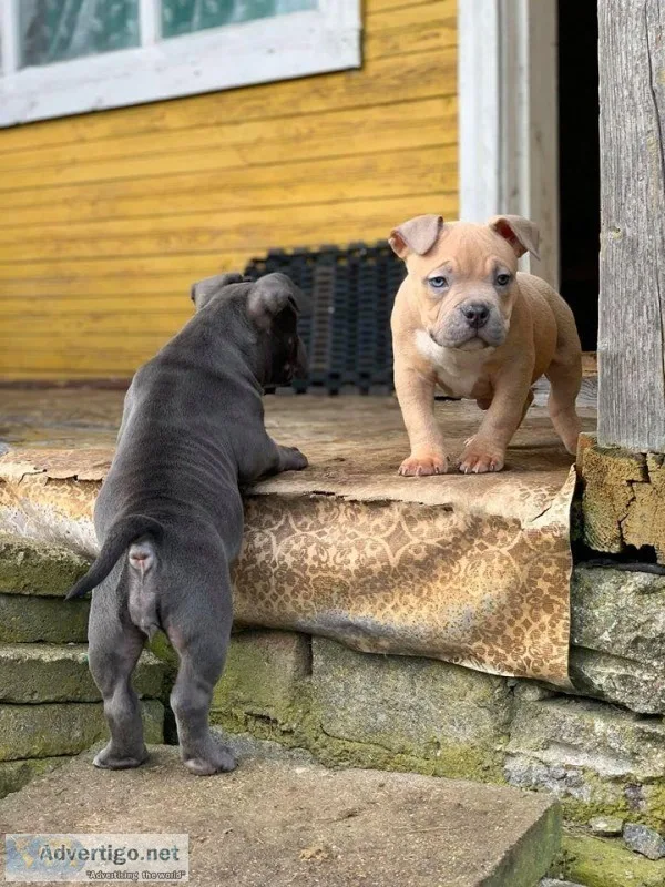 Message American Bully Puppies born in 2020.03.28. American bull