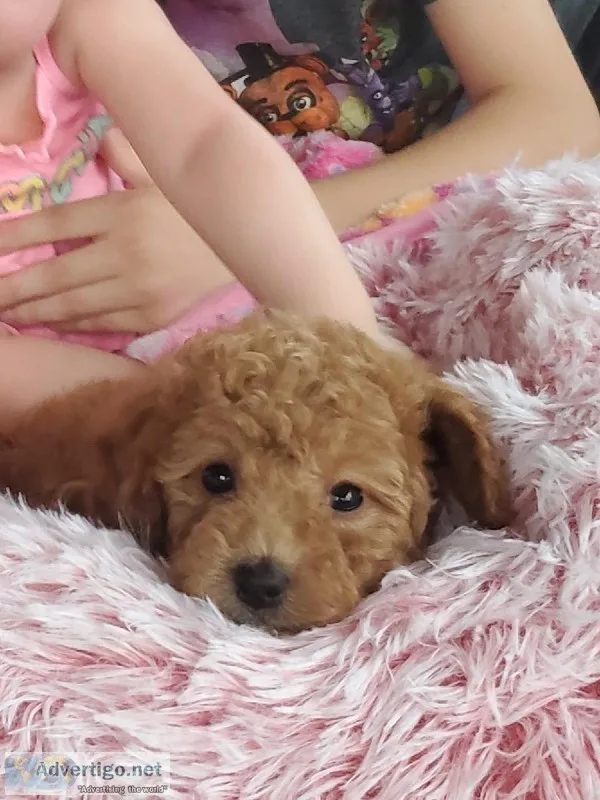 9 week old female F1B CAVAPOO