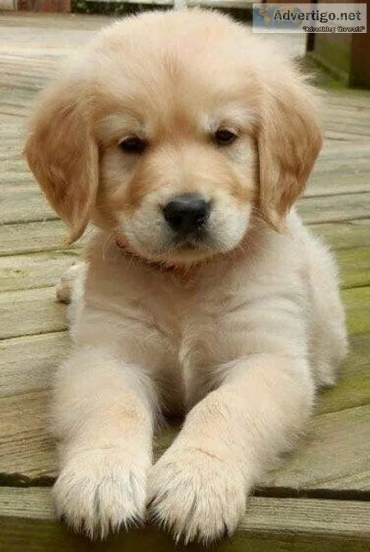 Golden Retriever Pups
