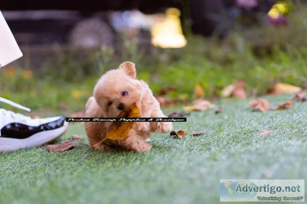 Teacup poodle puppies