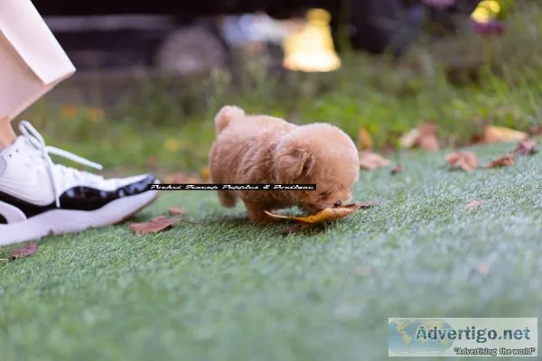 Teacup poodle puppies