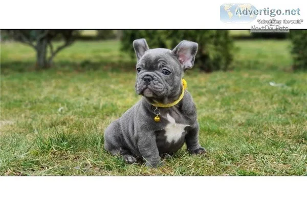 Male frenchbulldog available