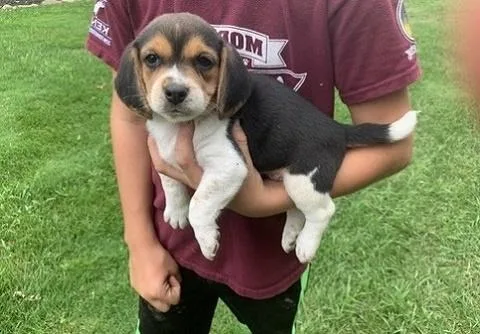 Beagle puppies available
